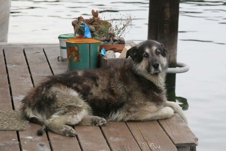 Beautiful Dog on a San Rafael Houseboat