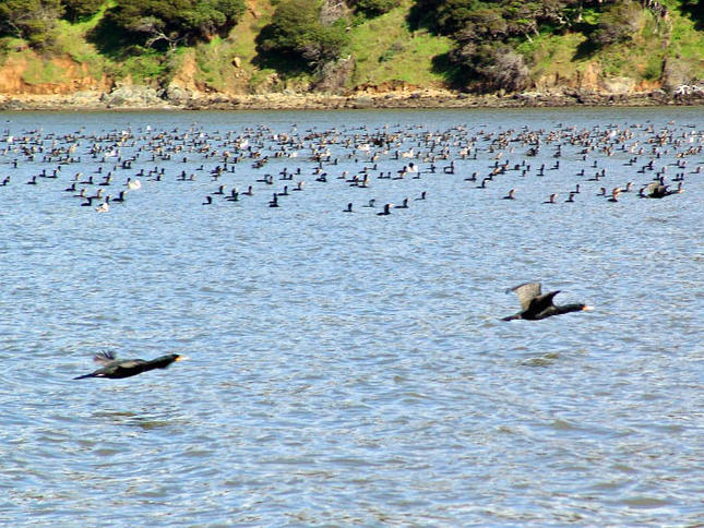 Cormorants in Richardson Bay