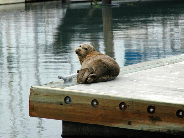 Curious Seal