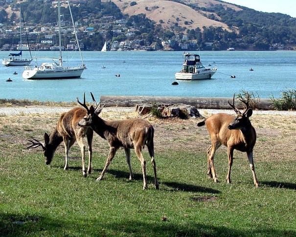 Deer in Ayala Cove