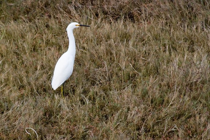 Egret at the Edge of the Bay in Larkspur