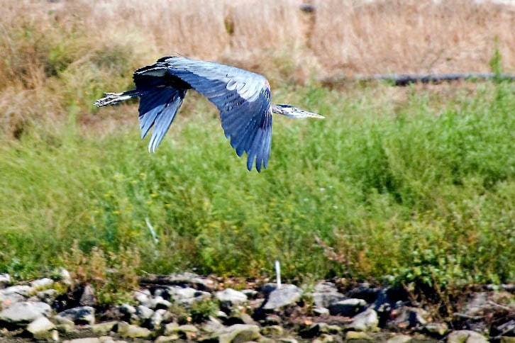 Great Blue Heron Cruising the Napa River