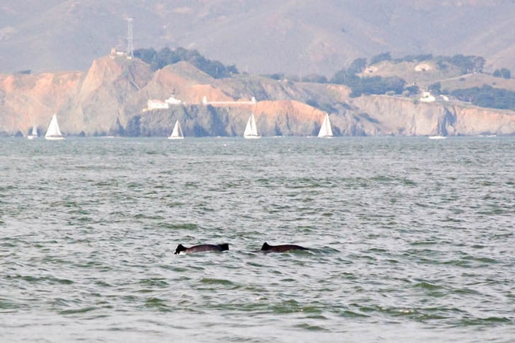Harbor Porpoises Outside the Golden Gate