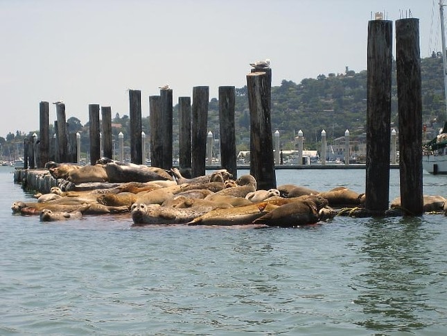 Harbor Seals at Clipper Yacht Harbor