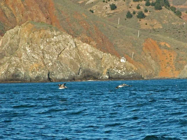 Pelicans Heading into the Bay