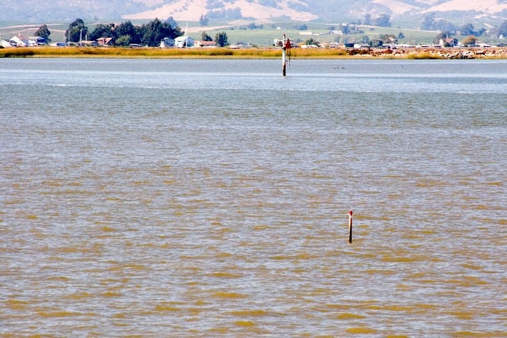 Private Hazard Marker in the Lower Napa River