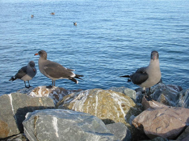Sea Gulls on the Sausalito Waterfont