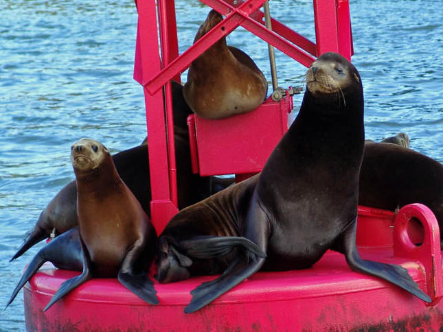 Sea Lions Resting on a Red Buoy