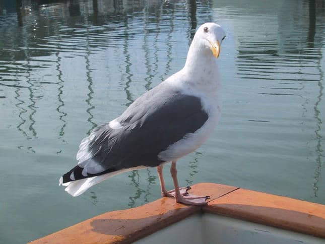Seagull Sitting On Boat