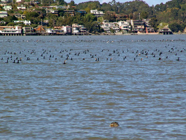 Seal and Cormorants In The Bay