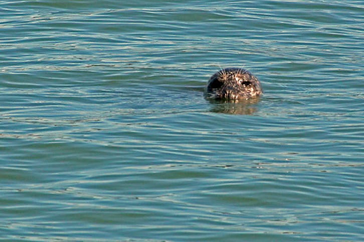 Seal Poking Head Out of Water
