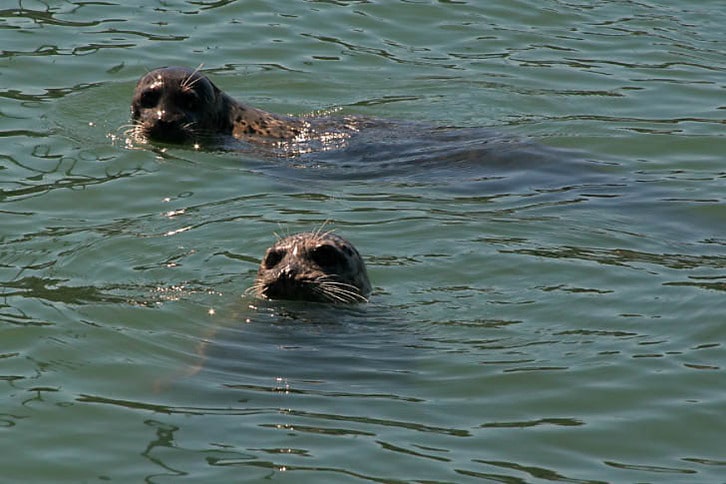 Seals in Sausalito