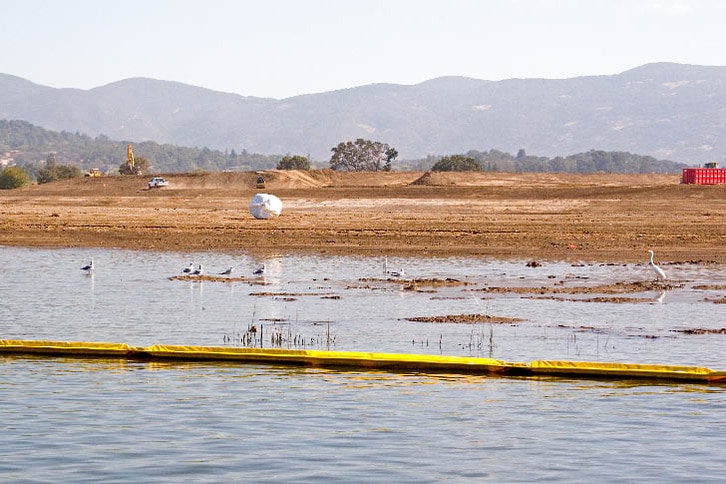 Shorebirds Unfazed by Massive Napa River Flood Project