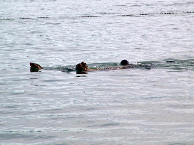 Three Seals Swimming