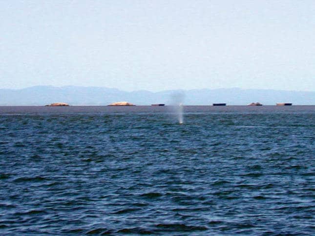 Whale Blowing Air near San Rafael